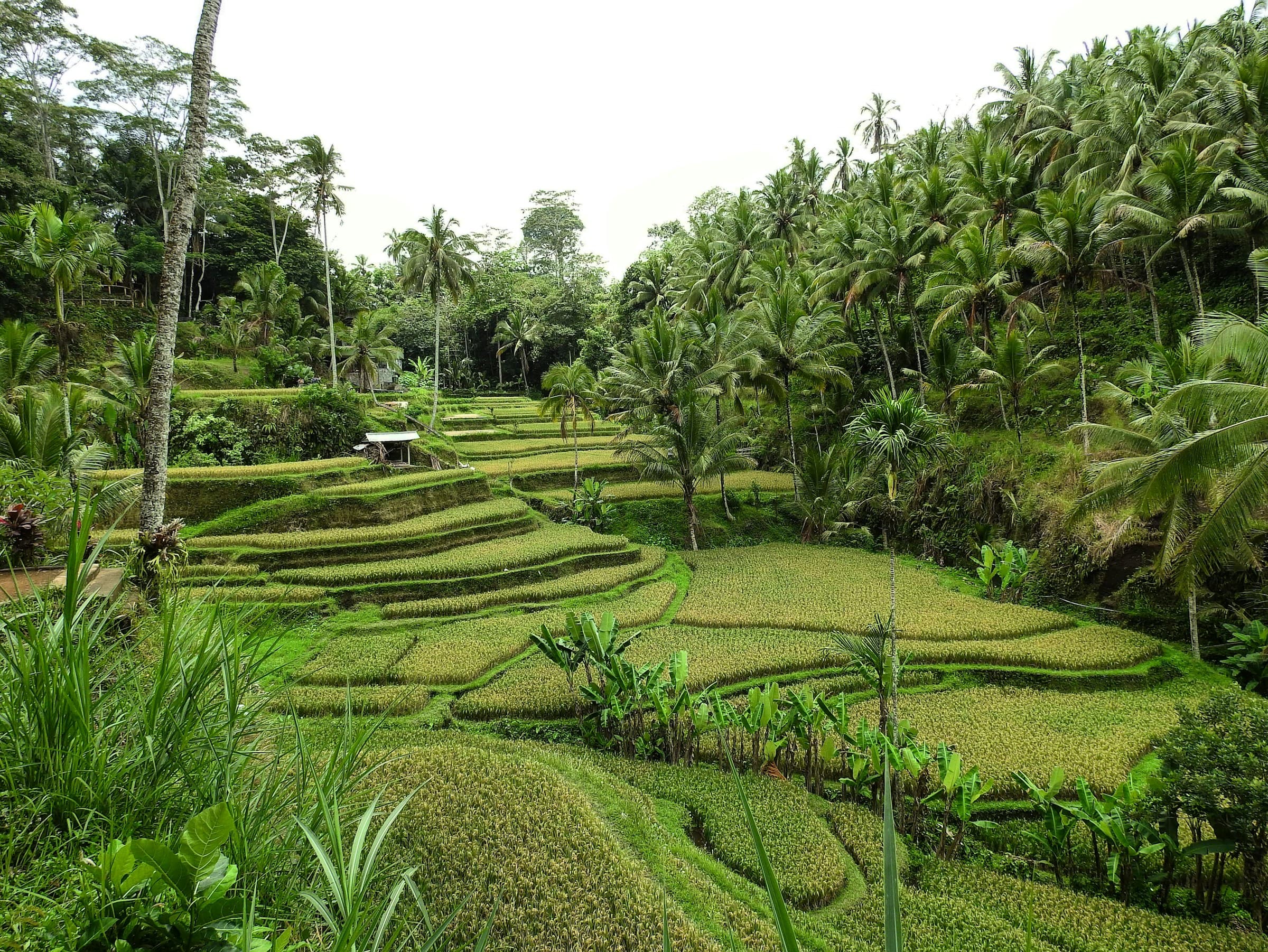 Bali