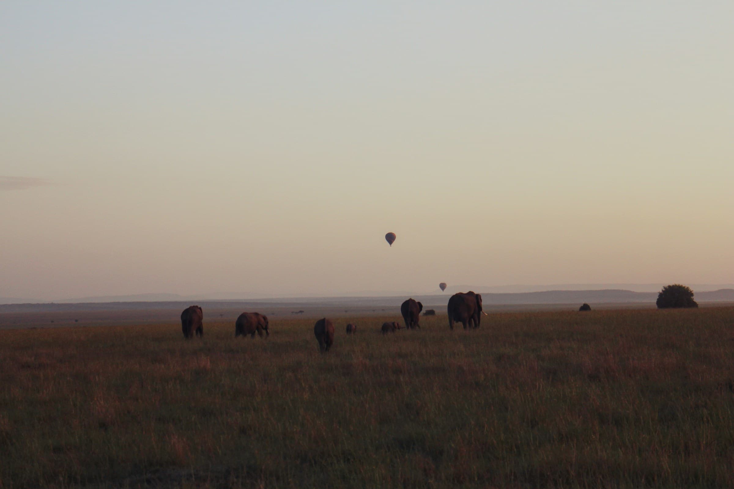 Kenya — Masai Mara