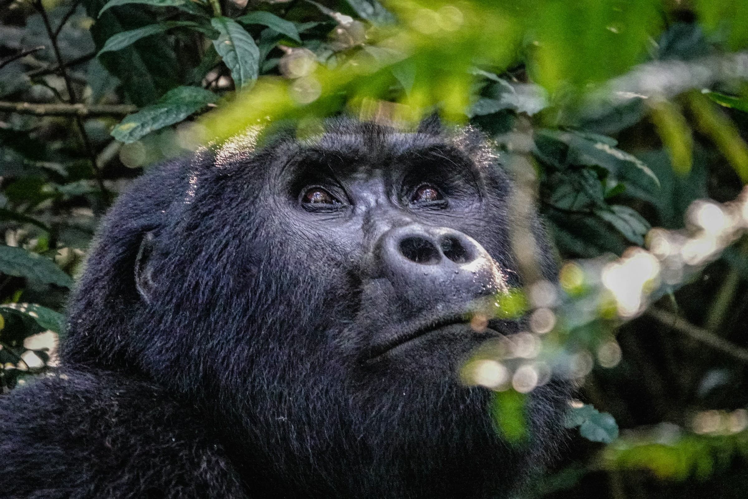 Rwanda — Volcanoes National Park