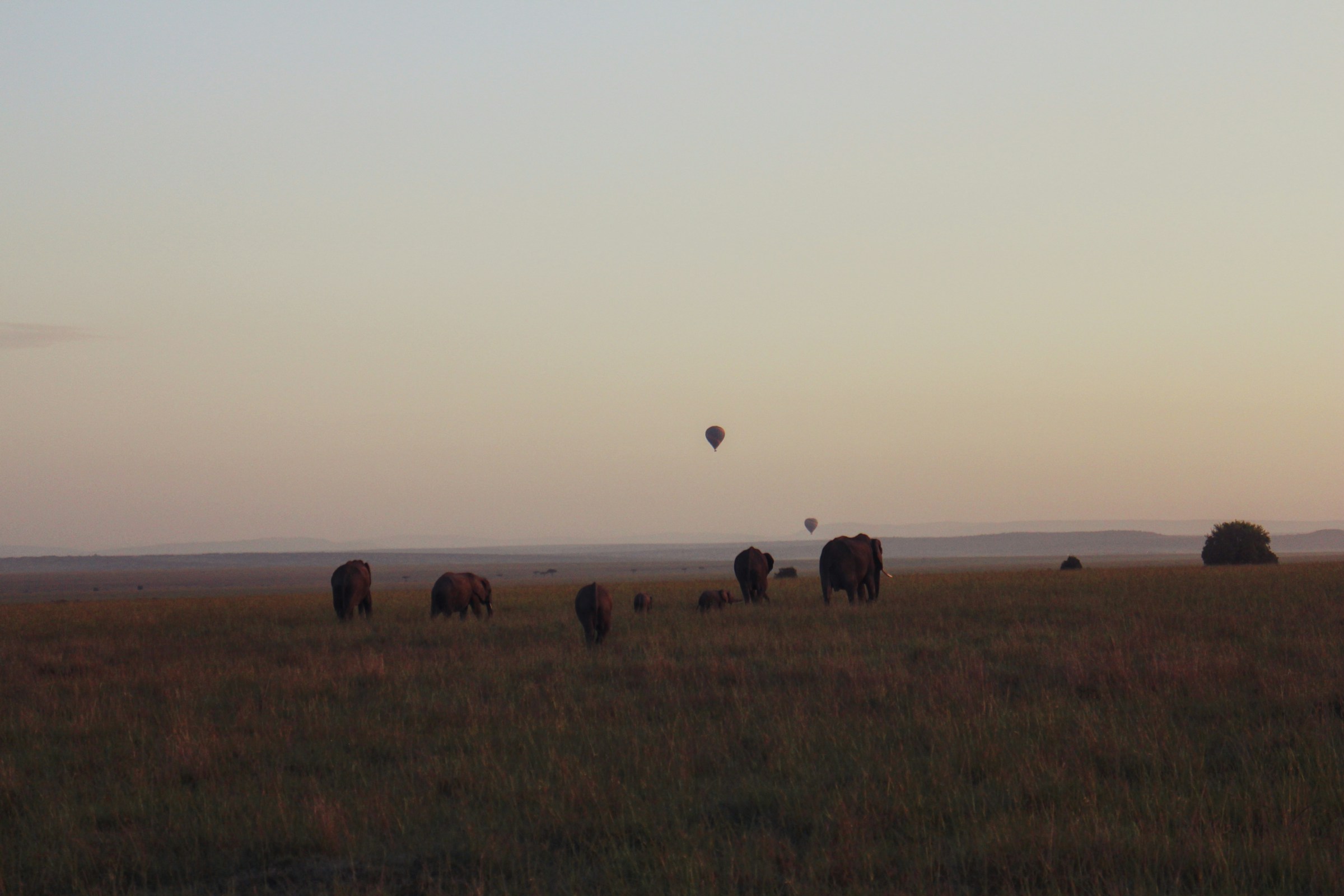 Kenya Safari
