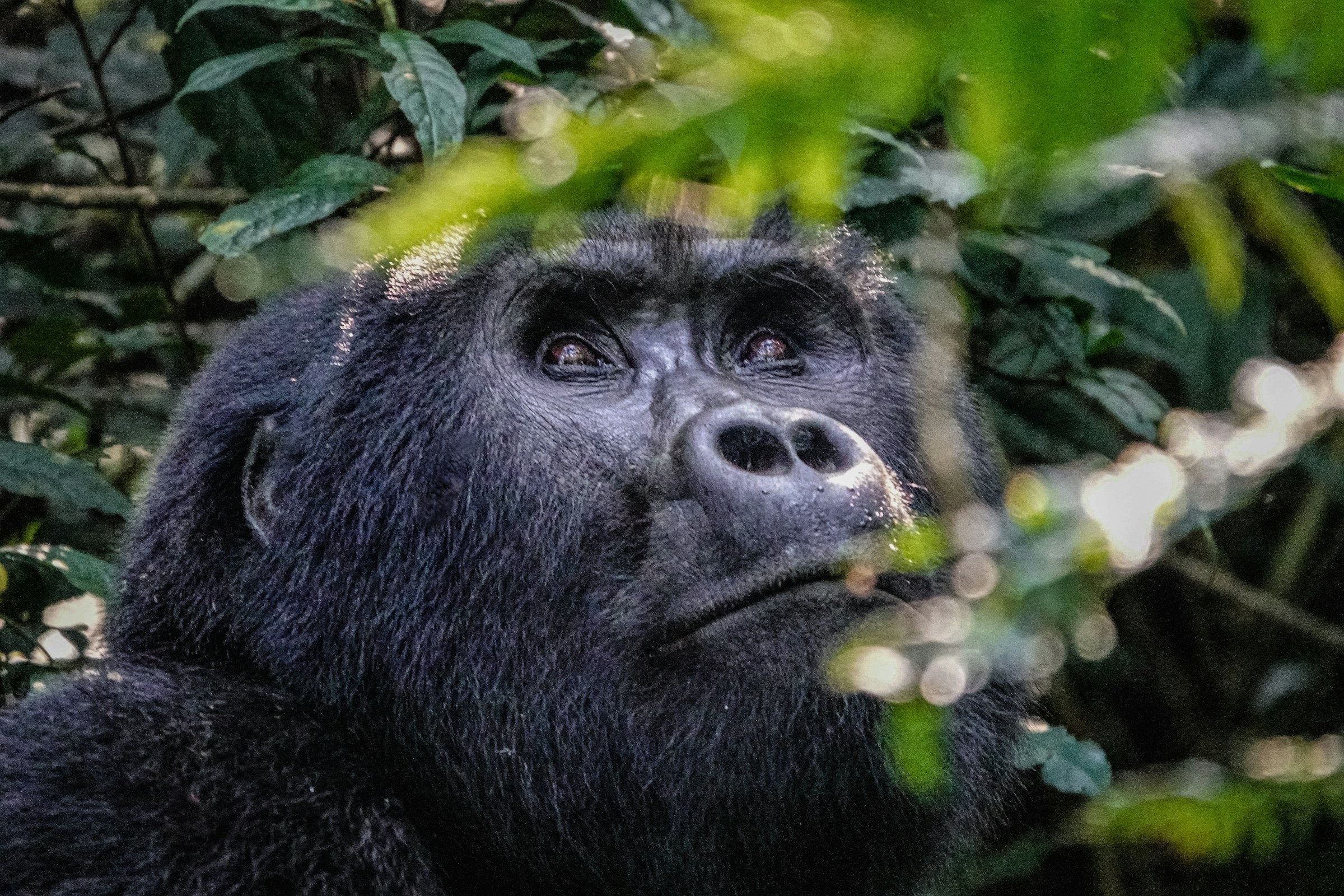 Rwanda